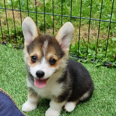 CHIOT 3